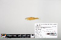 Notropis hudsonius image