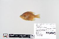 Lepomis macrochirus image