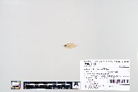 Lepomis macrochirus image