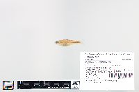 Cyprinella spiloptera image