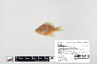 Lepomis macrochirus image