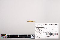 Notropis heterolepis image