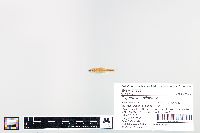 Cyprinella spiloptera image