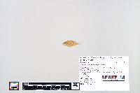 Lepomis macrochirus image