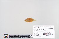 Lepomis macrochirus image