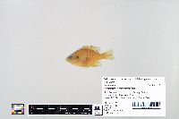 Lepomis macrochirus image