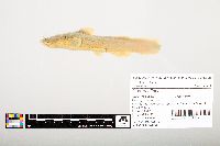 Noturus flavus image