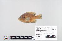 Lepomis macrochirus image
