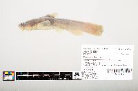 Noturus flavus image