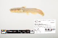 Noturus flavus image