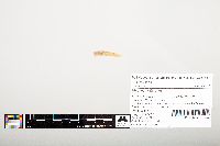 Noturus flavus image