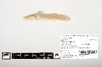 Noturus flavus image