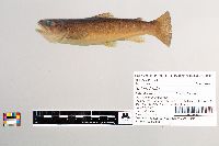 Salmo trutta image