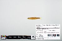 Notropis atherinoides image