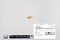 Lepomis macrochirus image