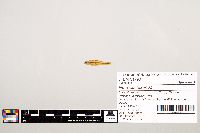 Notropis texanus image