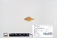 Lepomis macrochirus image
