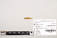 Notropis texanus image