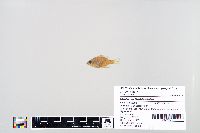 Lepomis macrochirus image