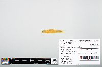Notropis atherinoides image