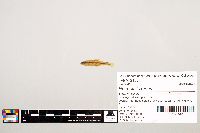 Notropis texanus image