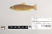 Salmo trutta image