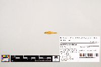 Notropis texanus image