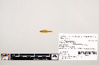 Notropis texanus image