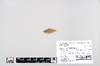 Lepomis macrochirus image
