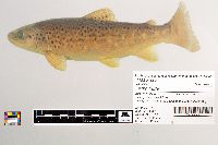 Salmo trutta image