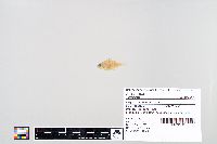 Lepomis macrochirus image