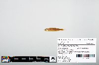 Notropis atherinoides image