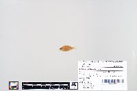 Lepomis macrochirus image
