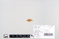 Lepomis macrochirus image