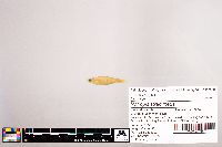 Notropis stramineus image