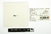 Noturus flavus image