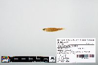 Notropis atherinoides image