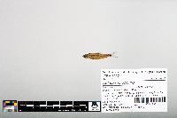 Notropis hudsonius image