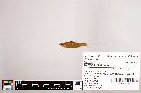 Notropis stramineus image