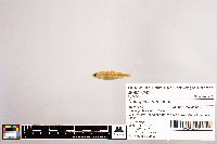 Notropis stramineus image