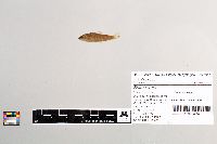 Salmo trutta image