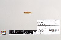 Salmo trutta image