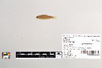 Salmo trutta image