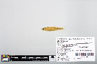 Notropis atherinoides image