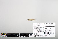 Notropis hudsonius image