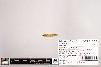 Notropis stramineus image