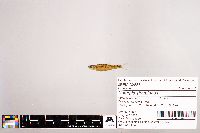Notropis stramineus image