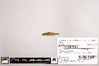 Notropis stramineus image