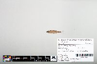 Notropis hudsonius image