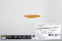 Notropis atherinoides image